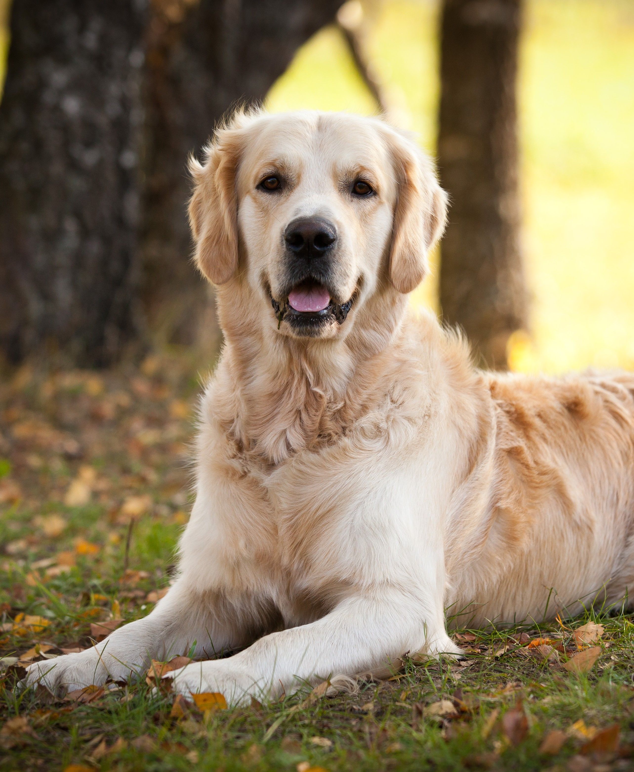 Ein Golden Retriever liegt gemütlich im Gras und schaut entspannt in die Kamera