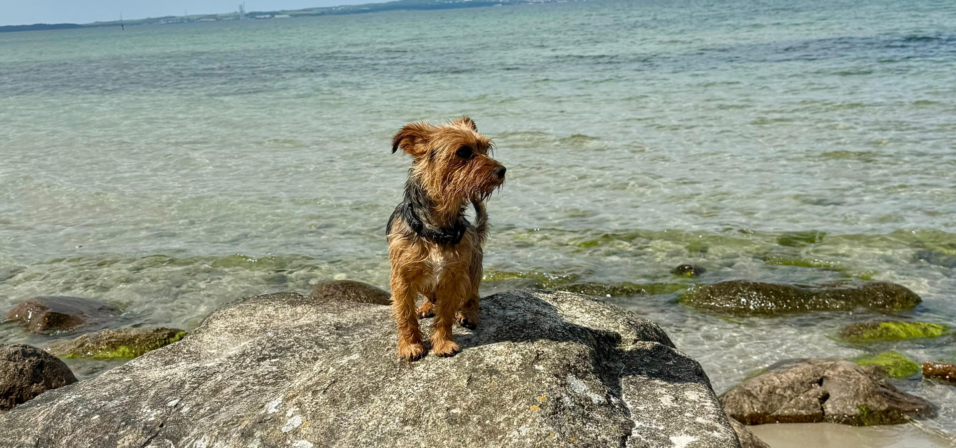 Slider_Terrier