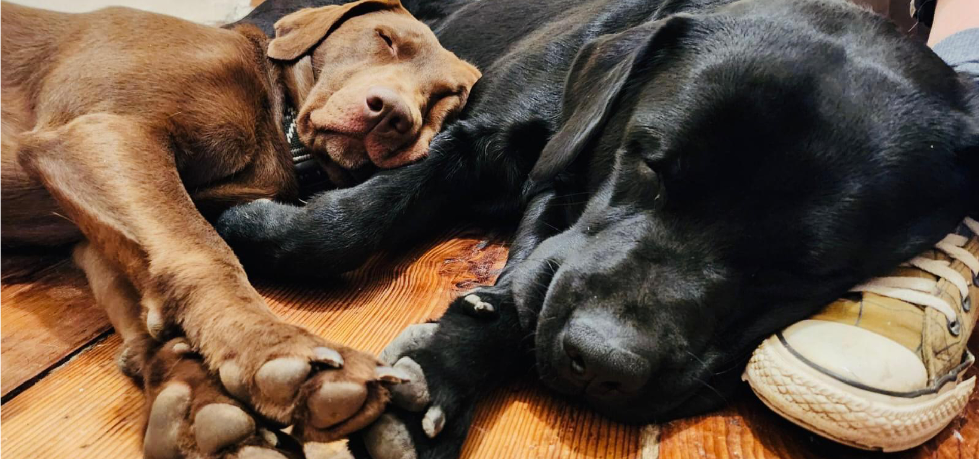 Slider_hundetruppe