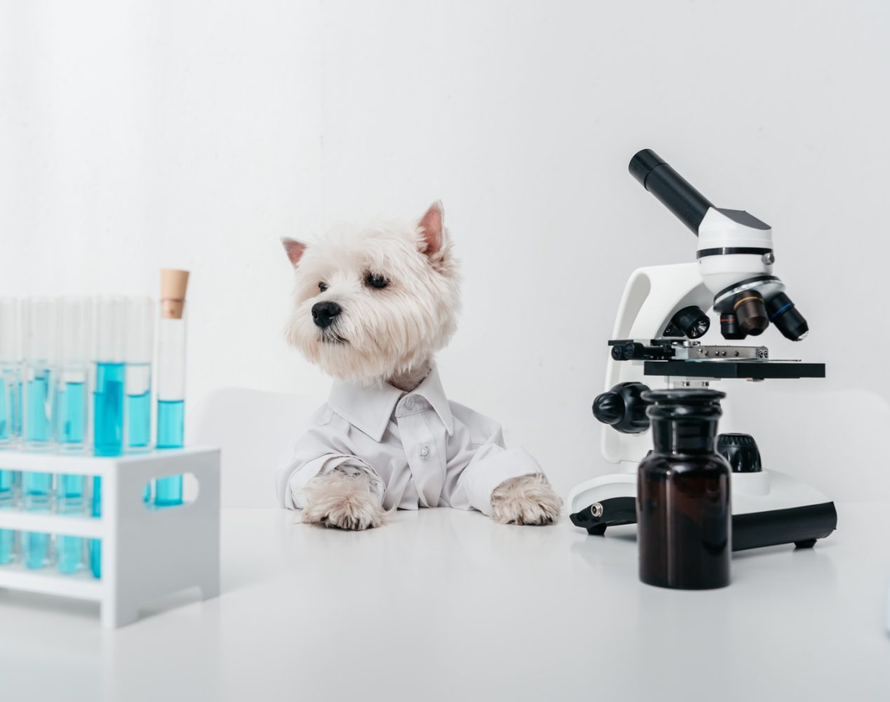 adorable west highland white terrier working with microscope and